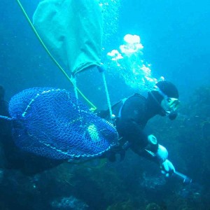 Diver underwater