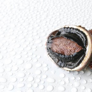 Blacklip abalone