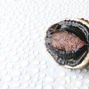 Blacklip abalone