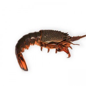 Eastern Rock Lobster