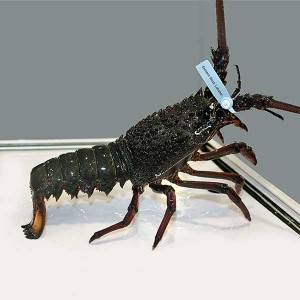 Eastern rock lobster