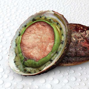 Greenlip abalone