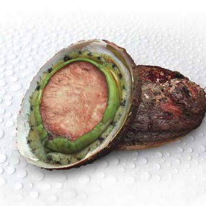 Greenlip abalone