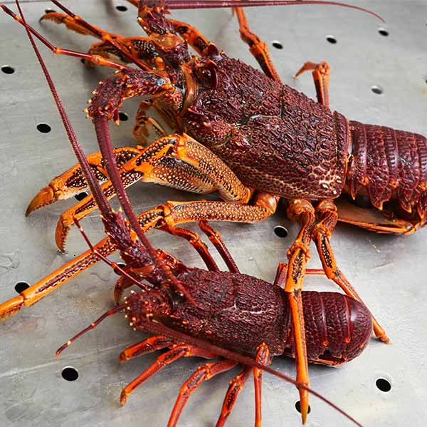Southern rock lobster