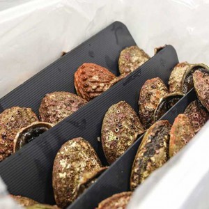 Live abalone packed in box