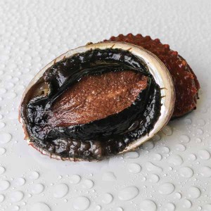 Blacklip abalone
