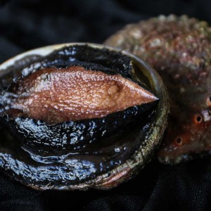 Blacklip abalone