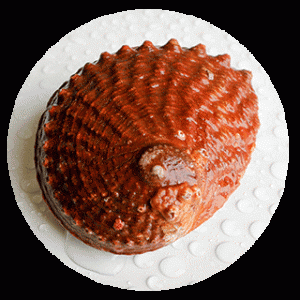 Abalone shell