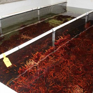 Abalone in holding tank