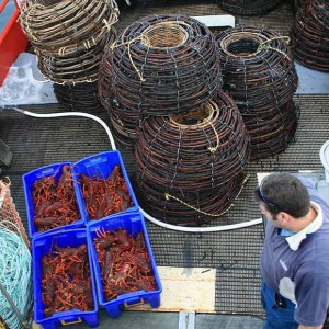 Lobster on deck of boat
