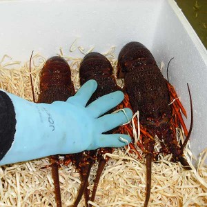 Live lobster packed in box