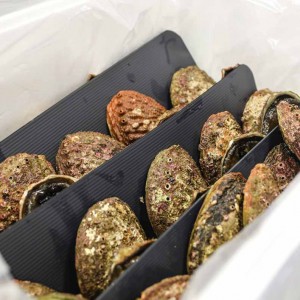 Abalone live packing