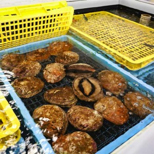 Lobsters in holding tank