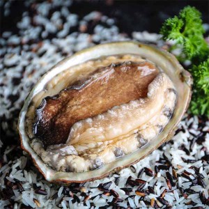 Tigerlip abalone