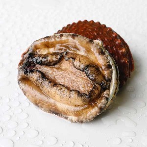 Tigerlip abalone